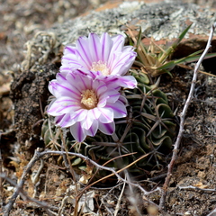 Echinofossulocactus pentacanthus
