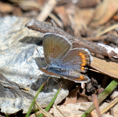 Icaricia lupini texanus