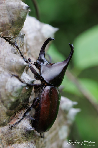 Xylotrupes socrates siamensis