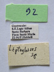 Leptoglossus brevirostris image