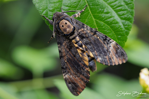 Eastern Death's Head hawkmoth