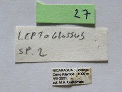 Anisoscelis gradadius