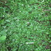 Arabidopsis gemmifera - Photo (c) V.S. Volkotrub, algunos derechos reservados (CC BY-NC), subido por V.S. Volkotrub