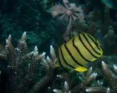 Chaetodon octofasciatus