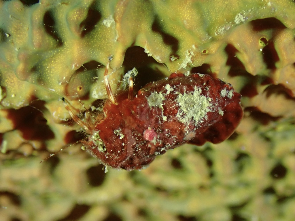 Pagurus provenzanoi