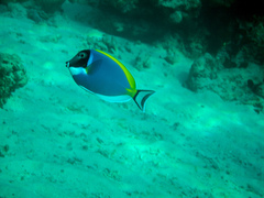 Acanthurus leucosternon