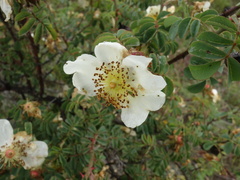 Rosaceae