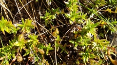 Veronica linifolia