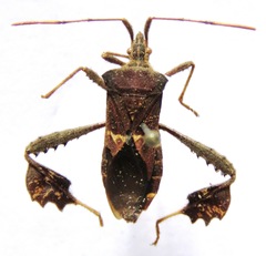 Leptoglossus brevirostris