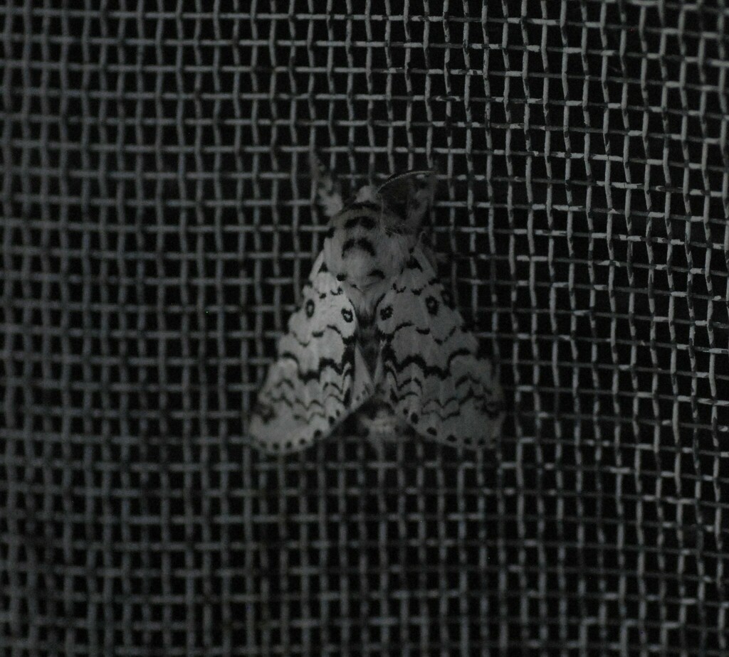 Americerura tehuacana