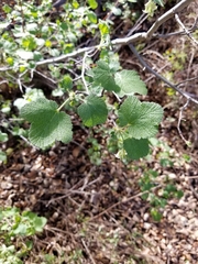Ribes indecorum