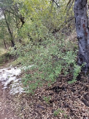 Ribes indecorum