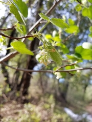 Ribes indecorum