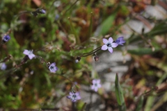 Gilia minor