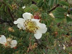 Rosaceae