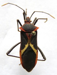 Leptoscelis tricolor