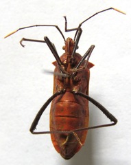 Leptoscelis tricolor