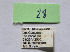 Leptoscelis tricolor