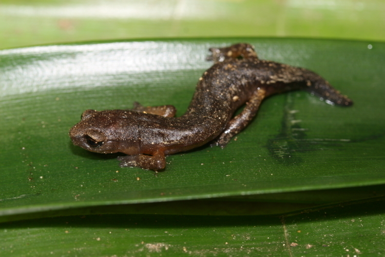 Cerro Pital Salamander