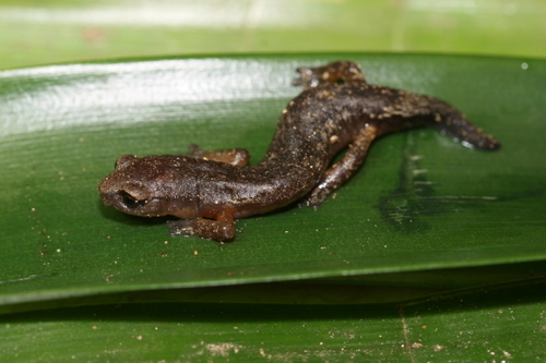 Bolitoglossa synoria · BioDiversity4All