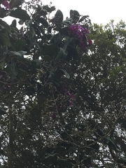 Meriania nobilis