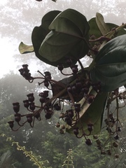 Meriania nobilis