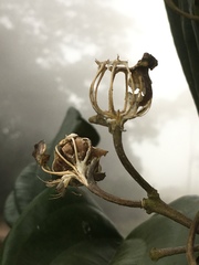 Meriania nobilis