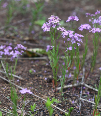 Dontostemon dentatus
