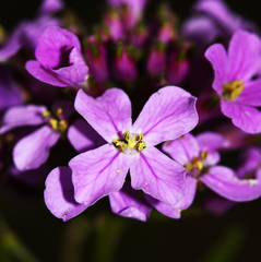 Dontostemon dentatus