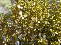 Phoradendron bolleanum densum
