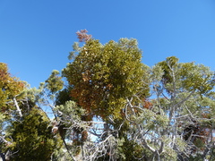 Phoradendron bolleanum densum