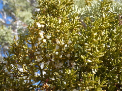 Phoradendron bolleanum densum