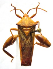 Lycambes sargi