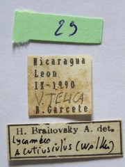Lycambes sargi