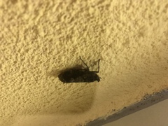 Copidocephala viridiguttata