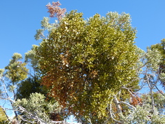 Phoradendron bolleanum densum