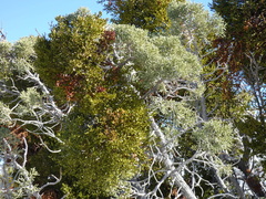 Phoradendron bolleanum densum