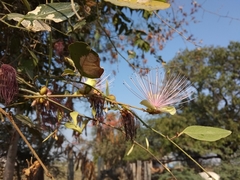Capparis zeylanica