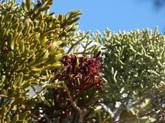 Phoradendron bolleanum densum