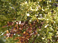 Phoradendron bolleanum densum