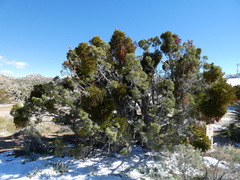 Phoradendron bolleanum densum