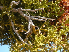 Phoradendron bolleanum densum