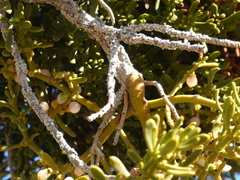 Phoradendron bolleanum densum