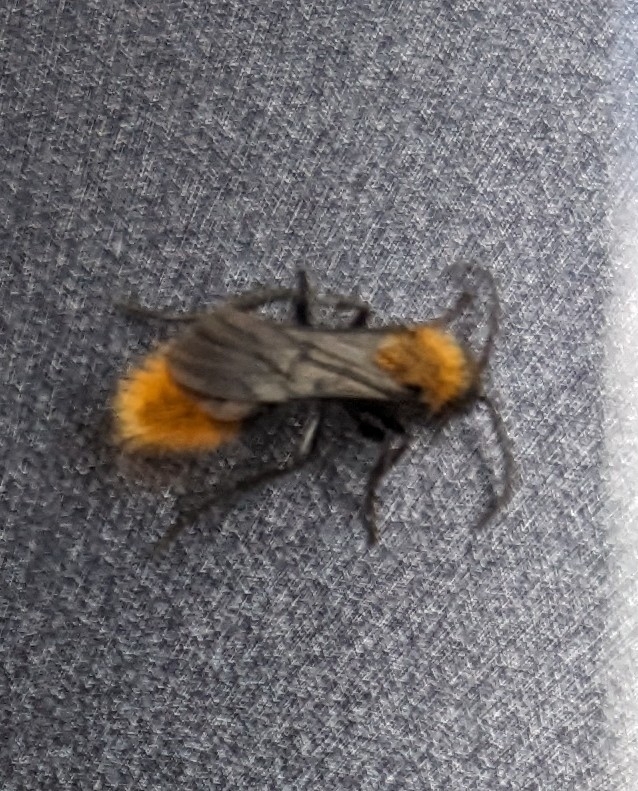 Dasymutilla from Activity Center Barns, Guymon, OK 73942, USA on