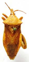 Lycambes varicolor