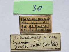 Lycambes varicolor