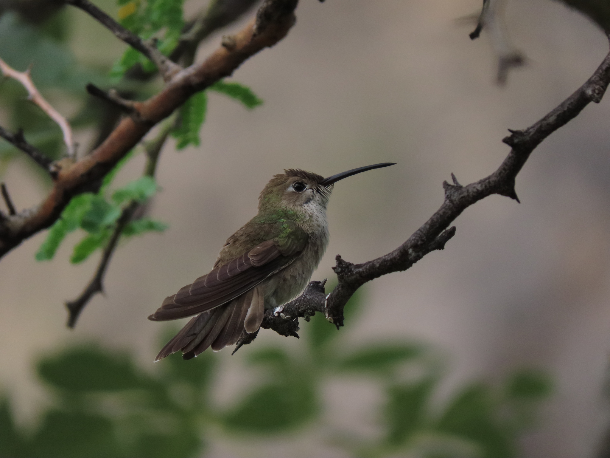 Spot-throated Hummingbird (Thaumasius taczanowskii), photo 4