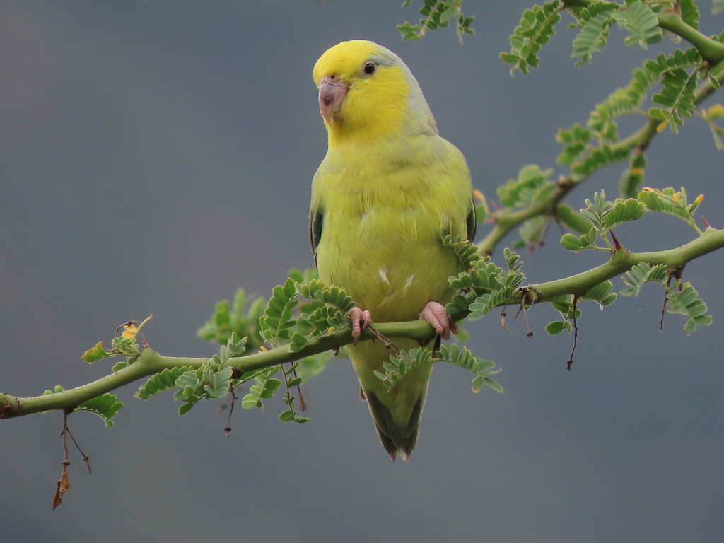 Yellow-Faced Parrotlet