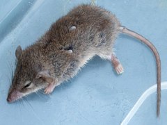 Antechinus agilis