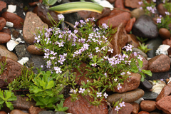 Dontostemon dentatus